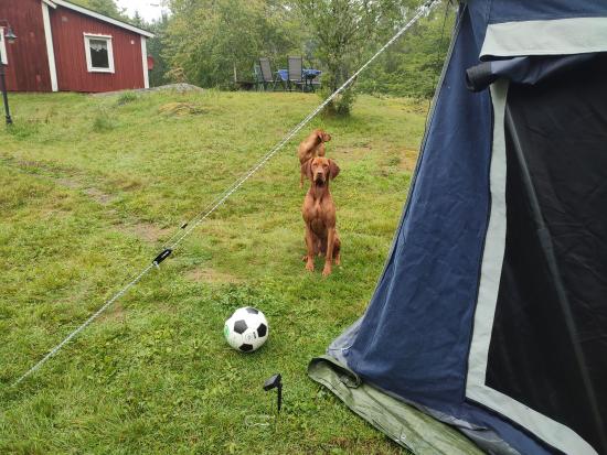 Zeltanhänger WEEKEND XL, inkl Vorzelt und Bordwanderhöhung